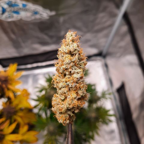 E-M Cake auto growlog timeline photo