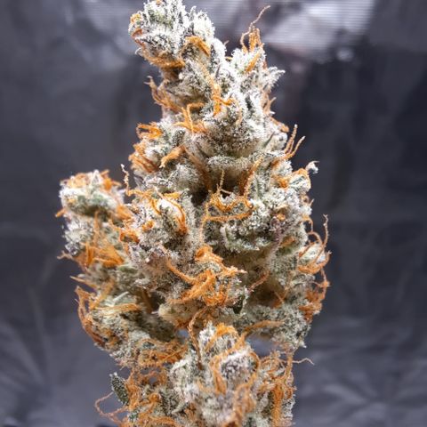 Raoul's Poison growlog timeline photo