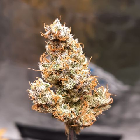 Raoul's Poison growlog timeline photo