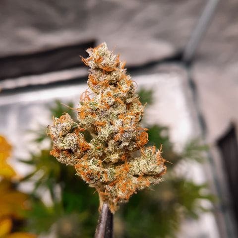 Raoul's Poison growlog timeline photo