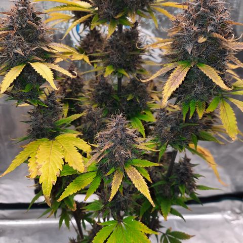 Dark Devil auto growlog timeline photo