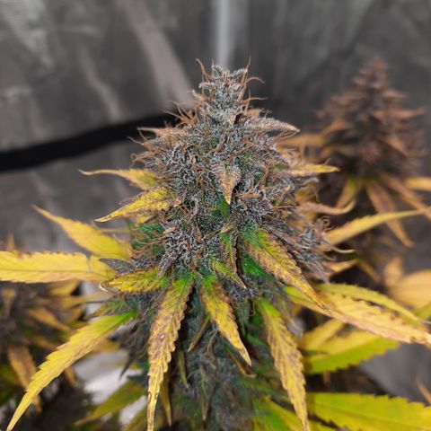 Dark Devil auto growlog timeline photo