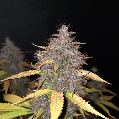 Dark Devil auto growlog timeline photo