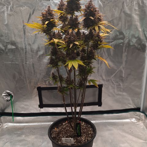 Dark Devil auto growlog timeline photo