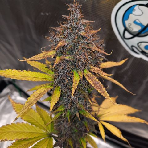 Dark Devil auto growlog timeline photo