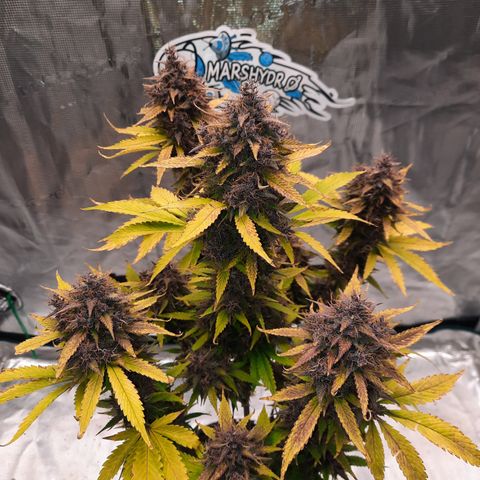 Dark Devil auto growlog timeline photo