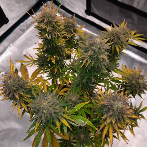 E-M Strawberry Duke auto growlog timeline photo