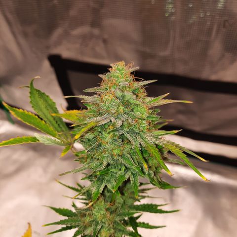 E-M Strawberry Duke auto growlog timeline photo