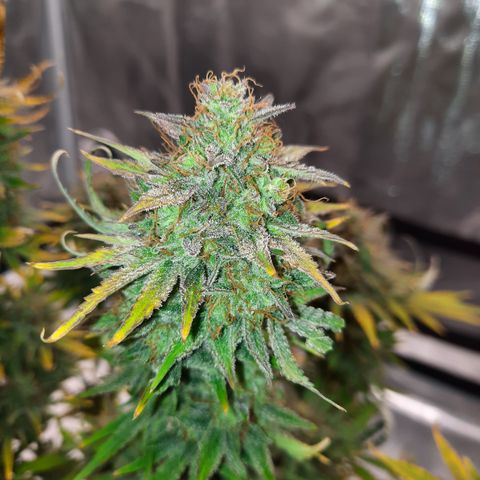 E-M Strawberry Duke auto growlog timeline photo