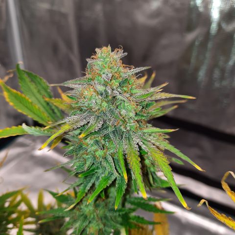 E-M Strawberry Duke auto growlog timeline photo