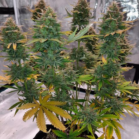E-M Strawberry Duke auto growlog timeline photo