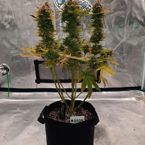 E-M Strawberry Duke auto growlog timeline photo