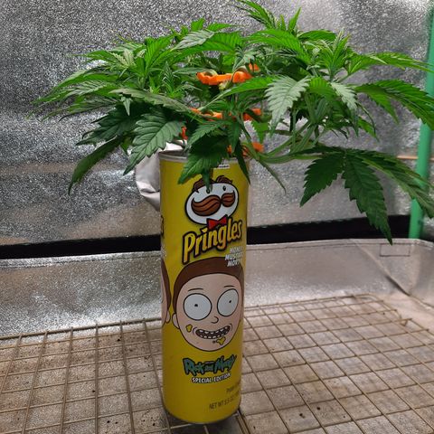 Mango for President growlog timeline photo