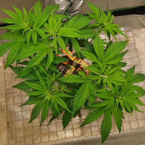 Mango for President growlog timeline photo
