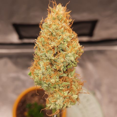 San Diego Sunsets growlog timeline photo