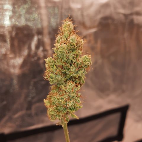 Madmartigan growlog timeline photo