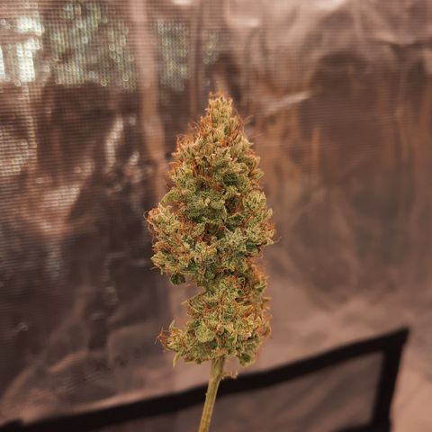 Madmartigan growlog timeline photo