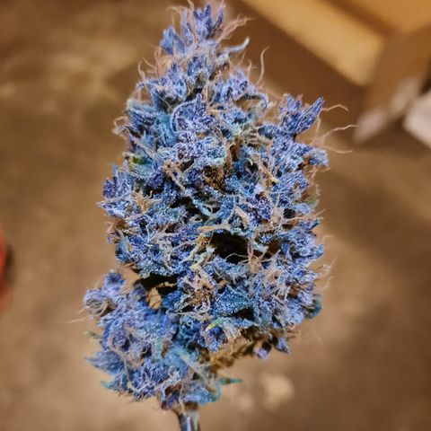 Dark Devil auto growlog photo: No filters, just different lighting (the 1st is an led from a headlamp)