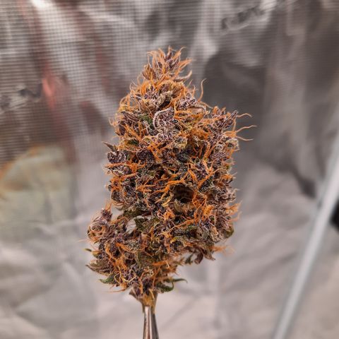 Dark Devil auto growlog photo: No filters, just different lighting (the 1st is an led from a headlamp)