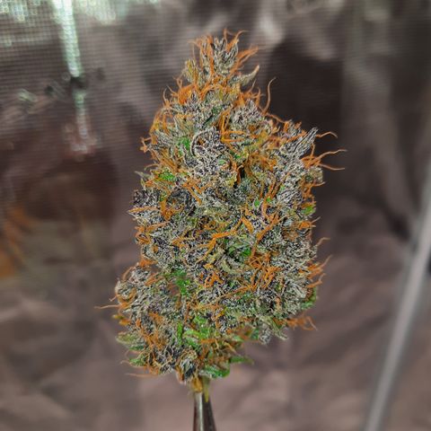 Dark Devil auto growlog photo: No filters, just different lighting (the 1st is an led from a headlamp)