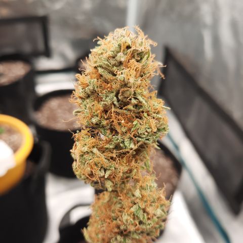 San Diego Sunsets growlog timeline photo
