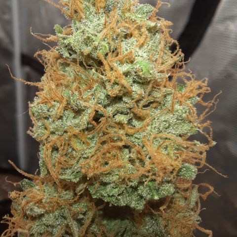 San Diego Sunsets growlog timeline photo