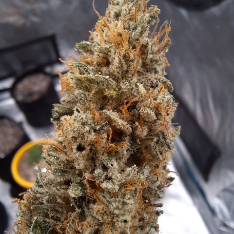 33 Sunsets growlog timeline photo