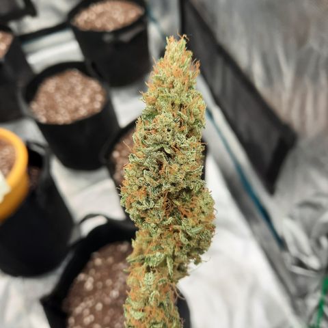 33 Sunsets growlog timeline photo