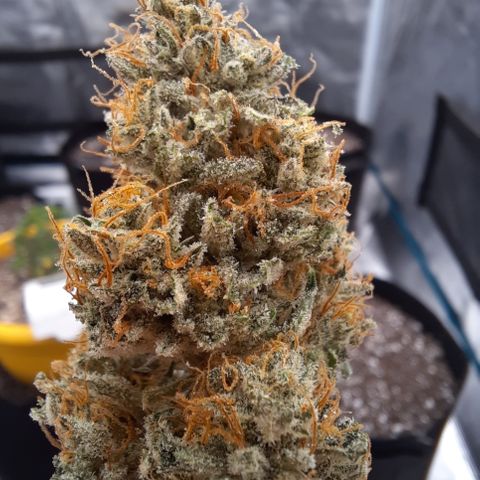 E-M Strawberry Duke auto growlog timeline photo