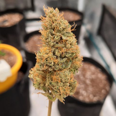 E-M Strawberry Duke auto growlog timeline photo
