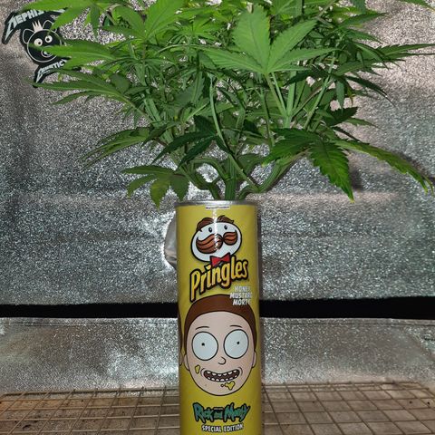 Mango for President growlog timeline photo