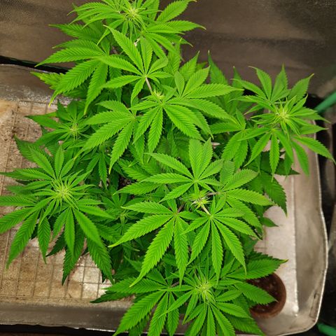 Mango for President growlog timeline photo