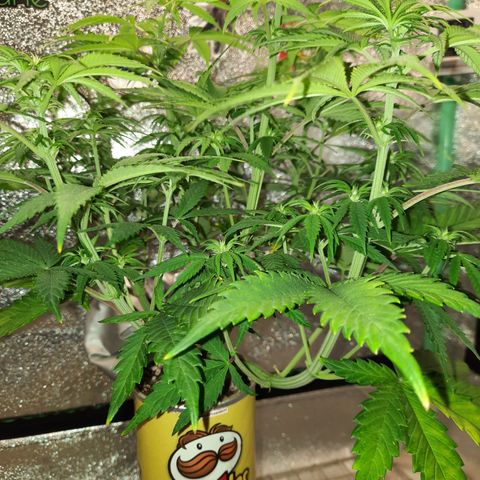 Mango for President growlog timeline photo