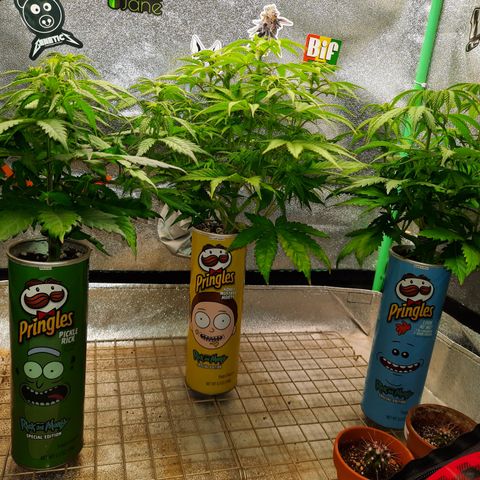 Mango for President growlog timeline photo