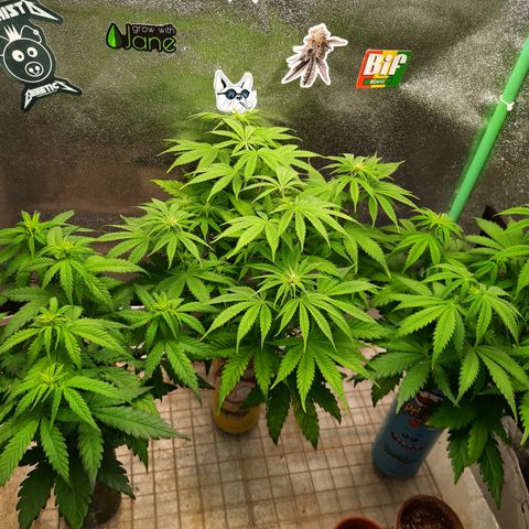 Mango for President growlog timeline photo