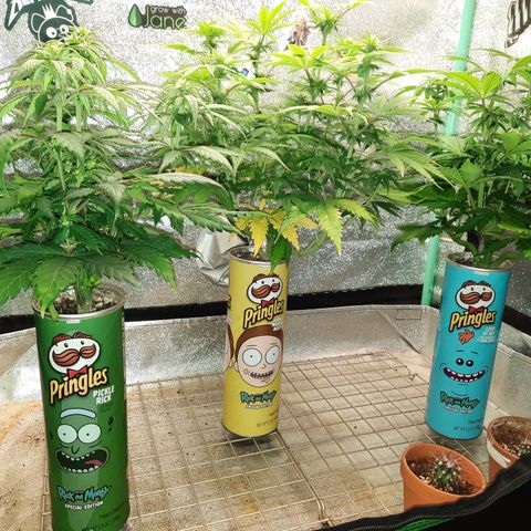Mango for President growlog timeline photo