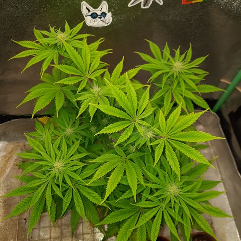 Mango for President growlog timeline photo