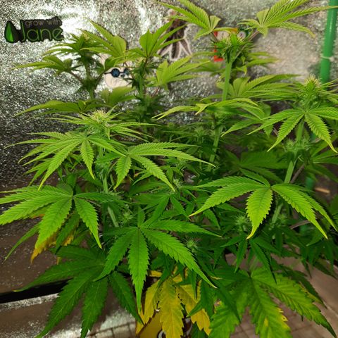 Mango for President growlog timeline photo