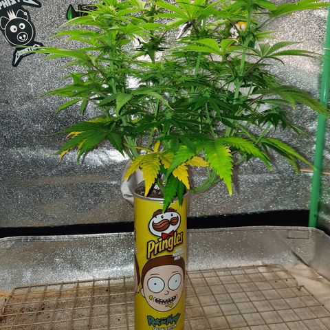 Mango for President growlog timeline photo