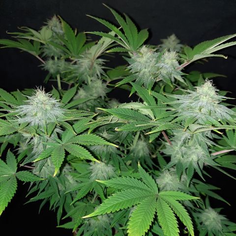Mango for President growlog timeline photo