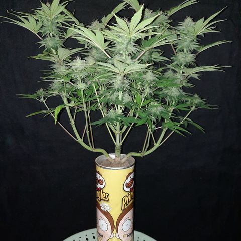 Mango for President growlog timeline photo