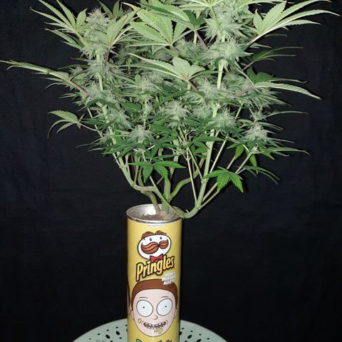 Mango for President growlog timeline photo