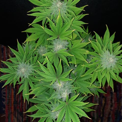 Mango for President growlog timeline photo