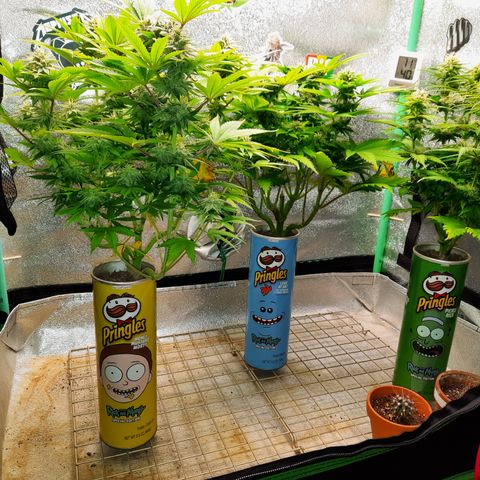 Mango for President growlog timeline photo