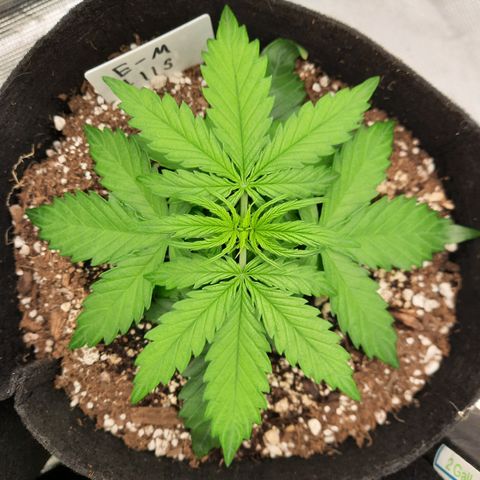 E-M Test #115 growlog timeline photo