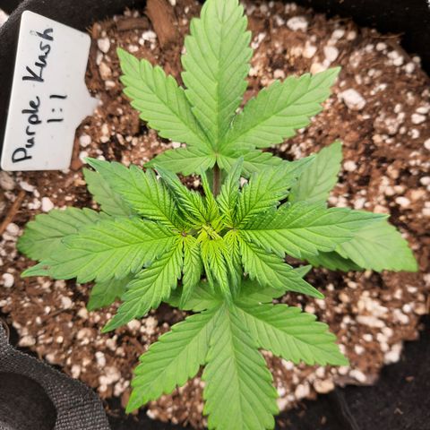 Purple Kush 1:1 auto growlog timeline photo