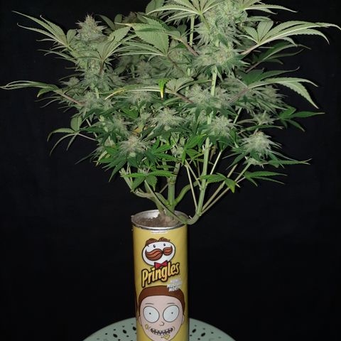 Mango for President growlog timeline photo
