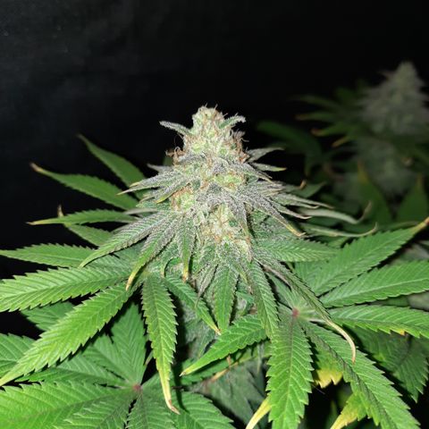 Mango for President growlog timeline photo