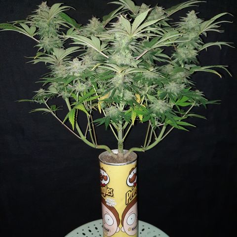 Mango for President growlog timeline photo