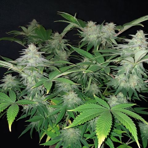 Mango for President growlog timeline photo